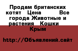 Продам британских котят › Цена ­ 500 - Все города Животные и растения » Кошки   . Крым